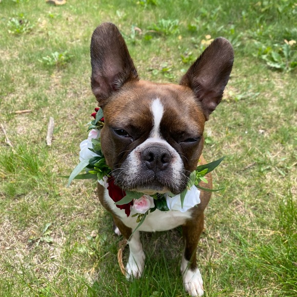 Faux floral dog collar - Picture 6 of 7